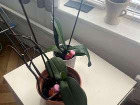 Freecycle Orchids