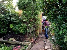 Freecycle Beautiful Tree