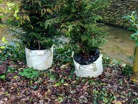 Freecycle 2x Yew Trees