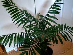 Freecycle Parlor palm, about 70cms tall
