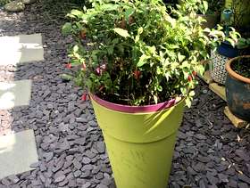 Freecycle Pink fuchsia plant