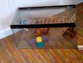 Freecycle Rodent aquarium