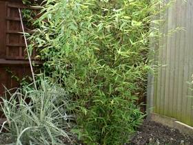 Freecycle Bamboo Plant