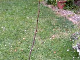 Freecycle Fig tree baby with fig on top