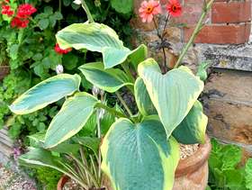 Freecycle Hosta in a vintage terracotta pot