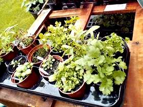 Freecycle 12 Assorted herbs in pots
