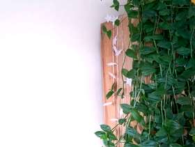 Freecycle Plant cuttings