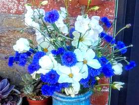 Freecycle Flowers and vase