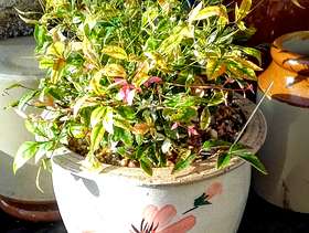 Freecycle Sacred Bamboo Nandina Twilight