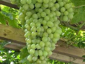 Freecycle Large bunch of dry wine making grapes