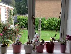 Freecycle Orchids