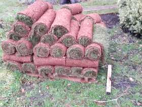 Freecycle Lawn turf 30m2