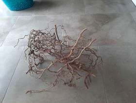 Freecycle Hazel twigs - curly