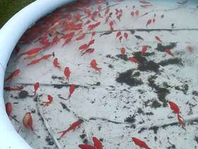Freecycle Pond goldfish