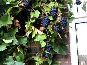 Freecycle Grapes for wine