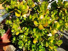 Freecycle Money plant