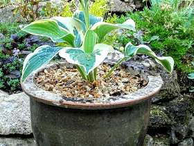 Freecycle Hosta in glazed pot