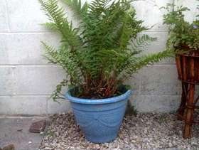 Freecycle Large fern in pot
