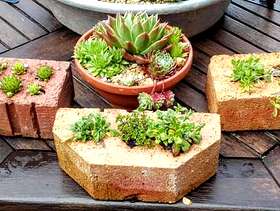 Freecycle Quirky planted containers