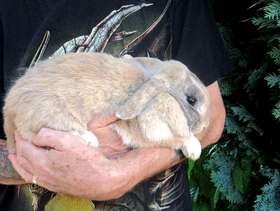Freecycle Rabbit hutch and very soft fur rabbit