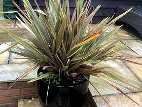 Freecycle Cordeline plants x2