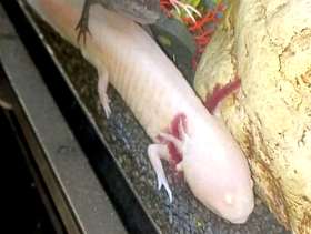 Freecycle 2 Male Axolotls