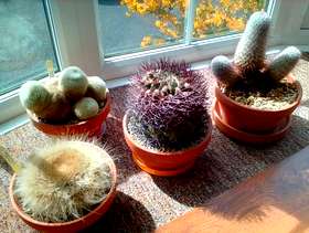 Freecycle Four Cacti