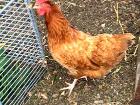 Freecycle Hen/Chicken needs new home