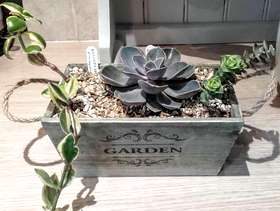 Freecycle Wooden box planted with succulents