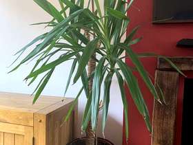 Freecycle Yukka plant