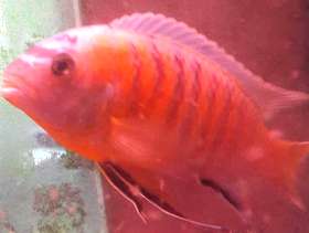 Freecycle Cilclid seeks a good home