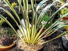 Freecycle Large Phormium Tenax Variegate