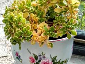 Freecycle Variegated Aeonium in ceramic planter