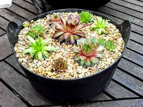 Freecycle Sempervivum planter