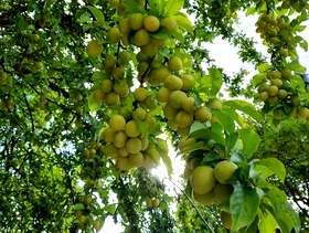 Freecycle Mirabelle Plums