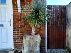 Freecycle Decorative cactus and planter