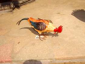 Freecycle For sale NEW £15 metal garden ornament chicken