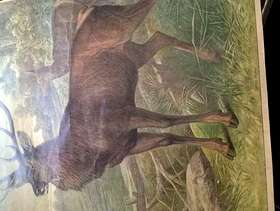 Freecycle Stag picture Poster