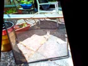 Freecycle FREE Fire guard FREE