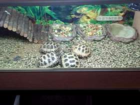 Freecycle Tortoise's