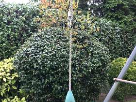 Freecycle TP swing frame