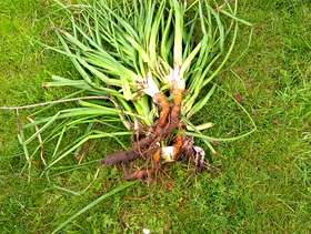 Freecycle Plants