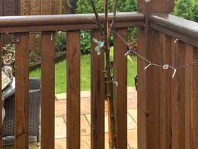 Freecycle Dwarf patio apple tree