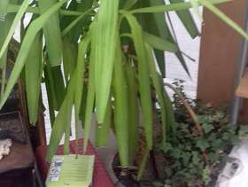 Freecycle Indoor Yucca Plant