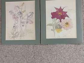 Freecycle Two Charles Rennie Mackintosh Flower Drawings 1914