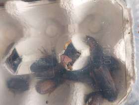 Freecycle Very Large Dubia Roaches