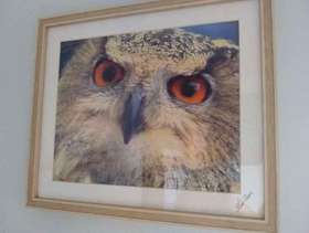 Freecycle Framed print of an owl
