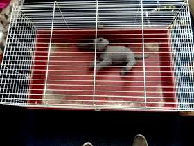 Freecycle Guinea pig cage
