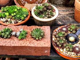 Freecycle Sempervivums in various containers