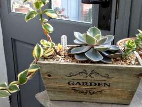 Freecycle Wooden box planted with succulents